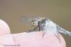 Sympetrum striolatum